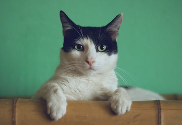 DIY litter enclosure: CozeCats DIY guide