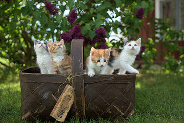 Three tabby and ginger kittens peeking out of a wicker basket outdoors, a classic DIY cat gift basket idea