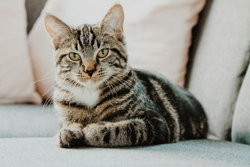 Tabby cat resting on a gray sofa, the kind of couch a renter-friendly DIY couch protector table is built to protect