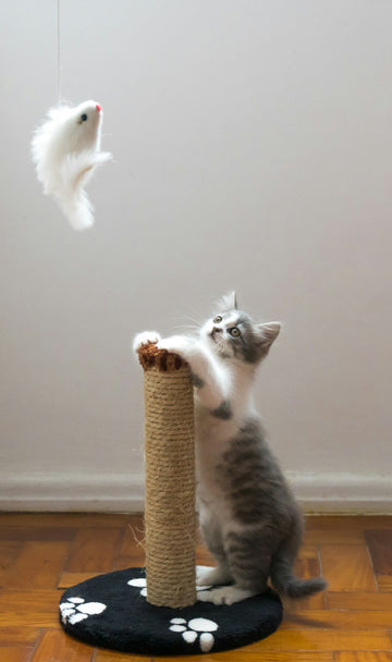 Cat stretching up a sisal-wrapped scratching post, showing the sideways force a DIY cat tree has to withstand