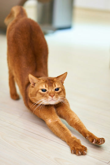 Orange cat in a full-body stretch, the length a DIY large cat scratcher from cardboard should match