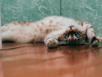 Cat stretched out flat on a cool wooden floor, a common way cats shed heat in a hot apartment