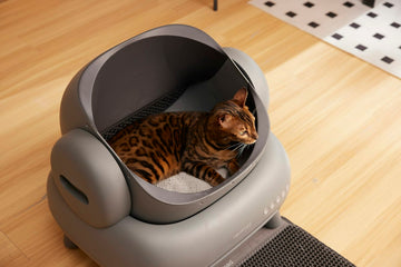 Bengal cat inside a hooded litter box on a wood floor, a common source of apartment litter odor